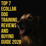 9 Best E Collar For Dog Under $100 Reviews – Updated 2021