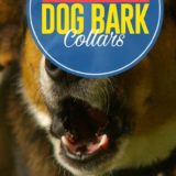 7 Best Dog Bark Collars Hot In The Market