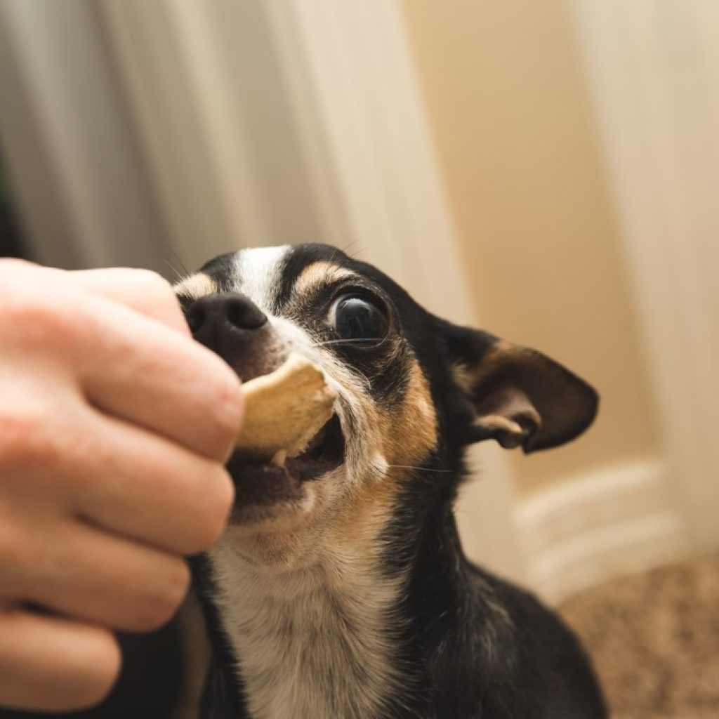 Avoid-too-many-treats