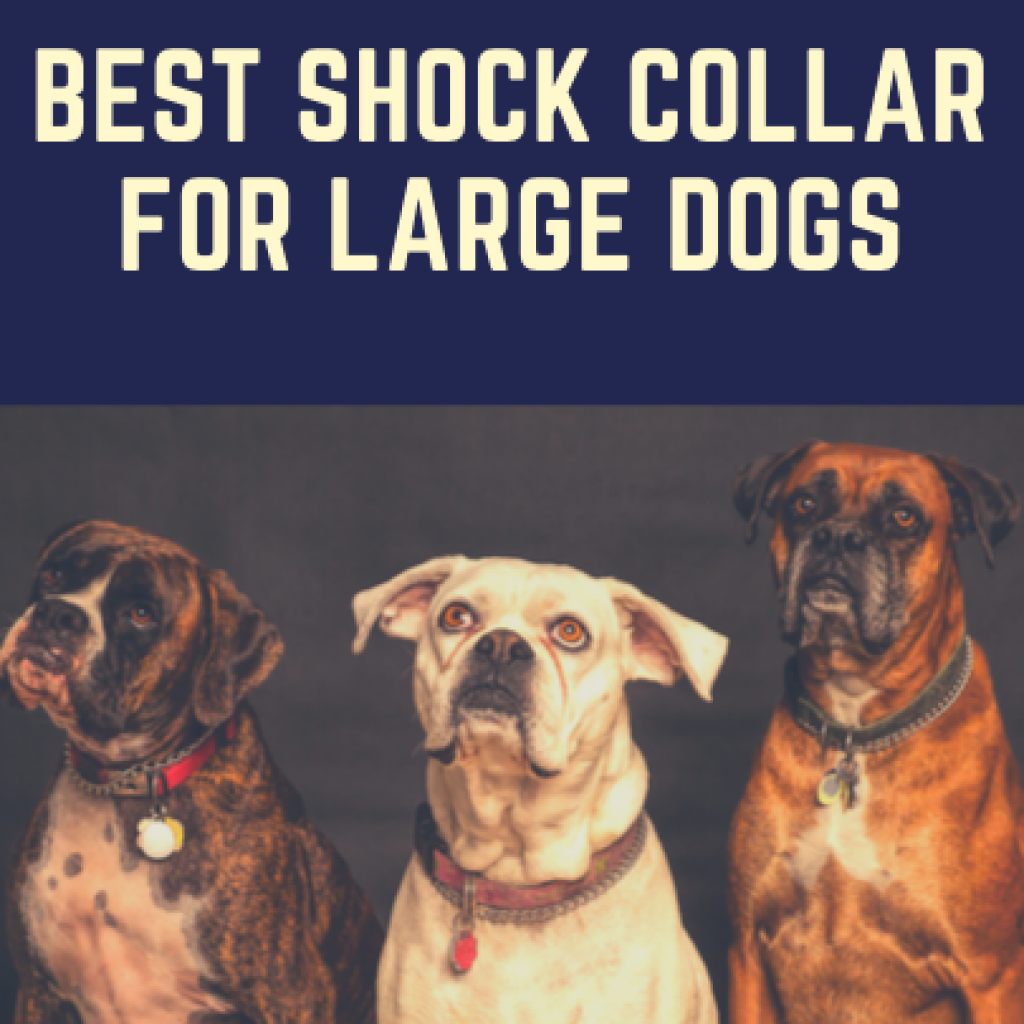 Best shock collar for large dogs