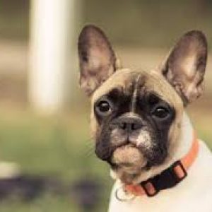 dog collar doesn't cost much