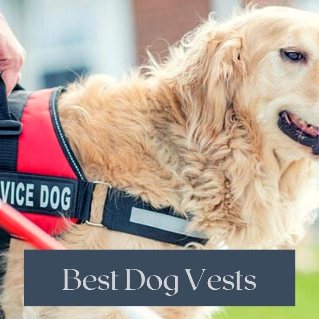 7 Best Dog Vests