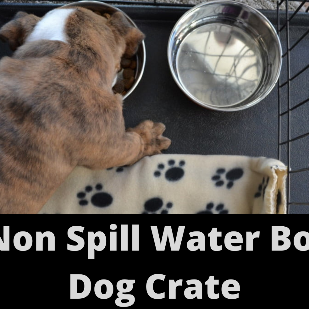 6 Best Non Spill Water Bowl For Dog Crate